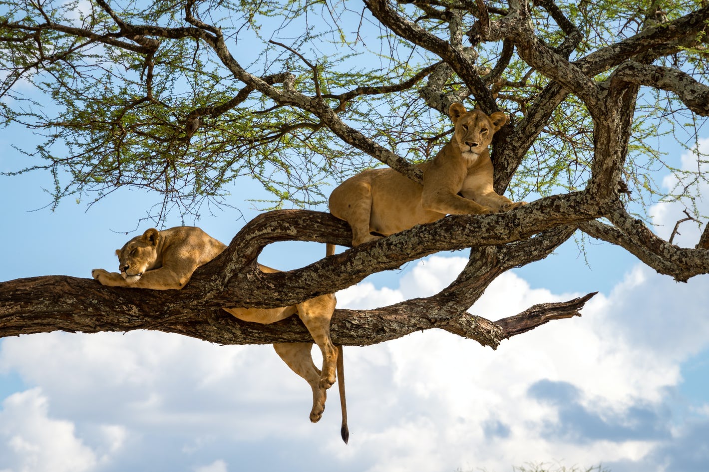 Day trip to Lake Manyara National Park
