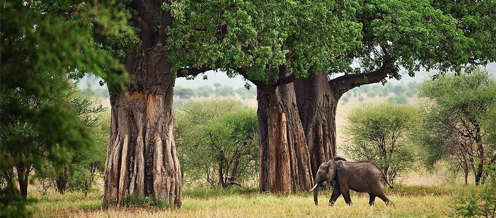 Game drive in Tarangire National Park with iconic baobab trees