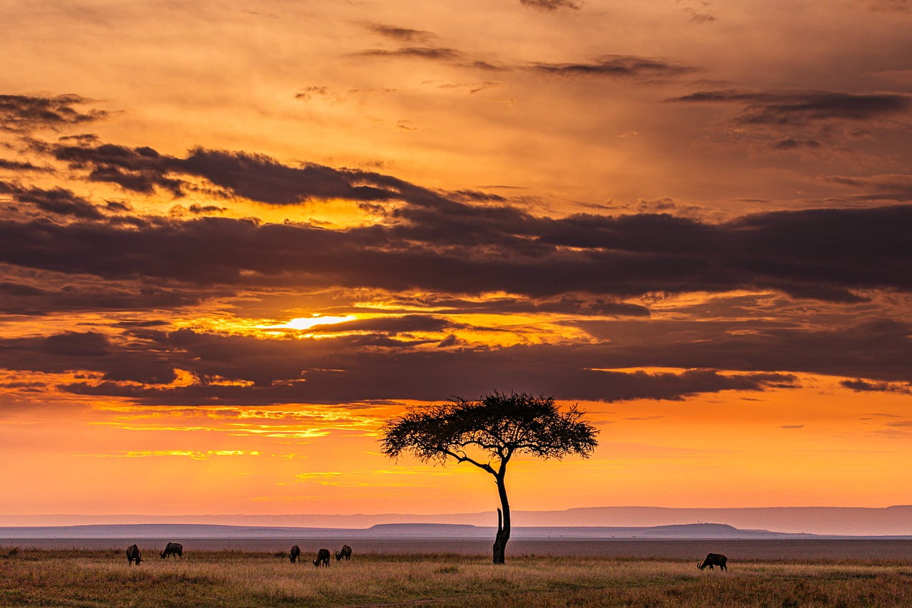 Sunset in Serengeti National Park during game drive