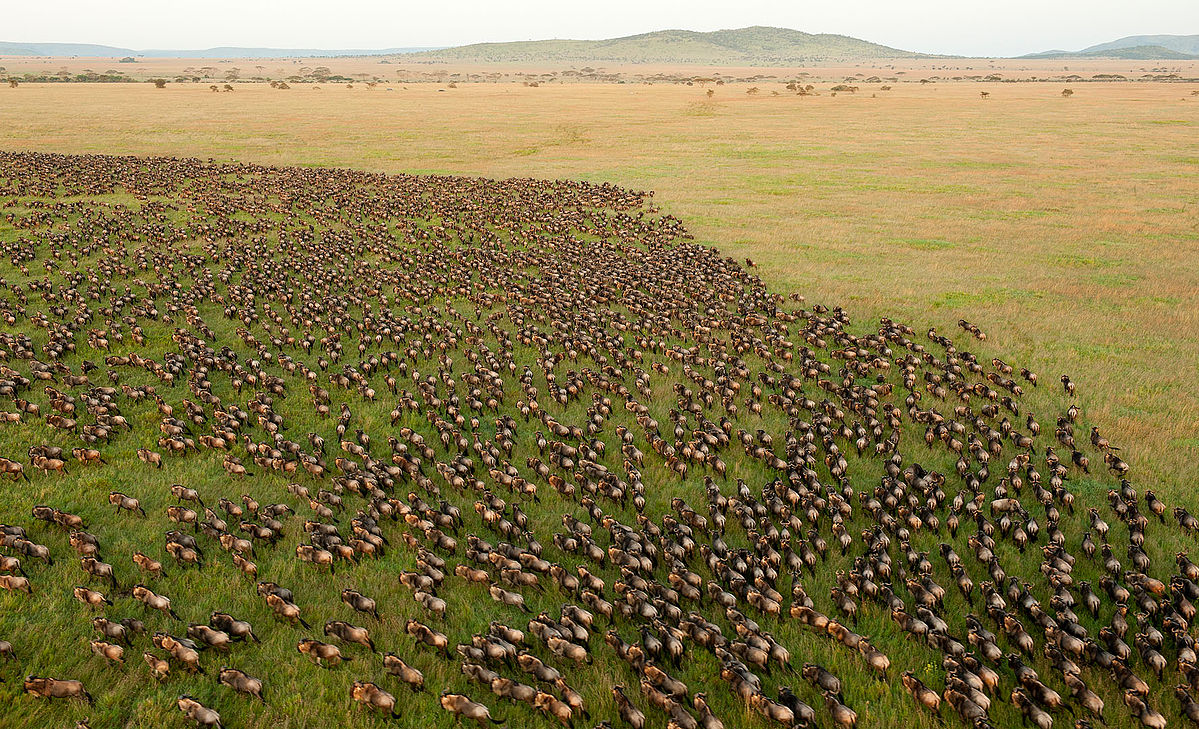 Wildebeest herds on the southern Serengeti plains