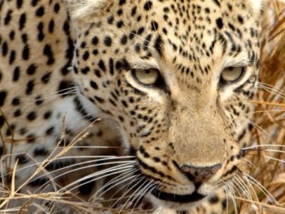 7 Days Tanzania Odyssey