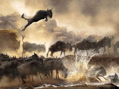 Serengeti Great Migration