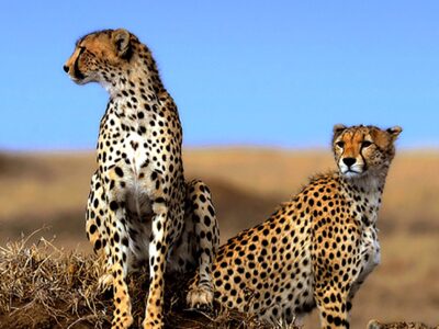 3 Days Ngorongoro Crater Safari