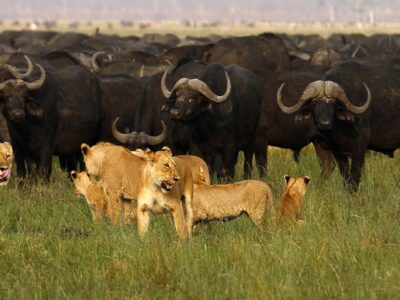 5 Day Shared Safari