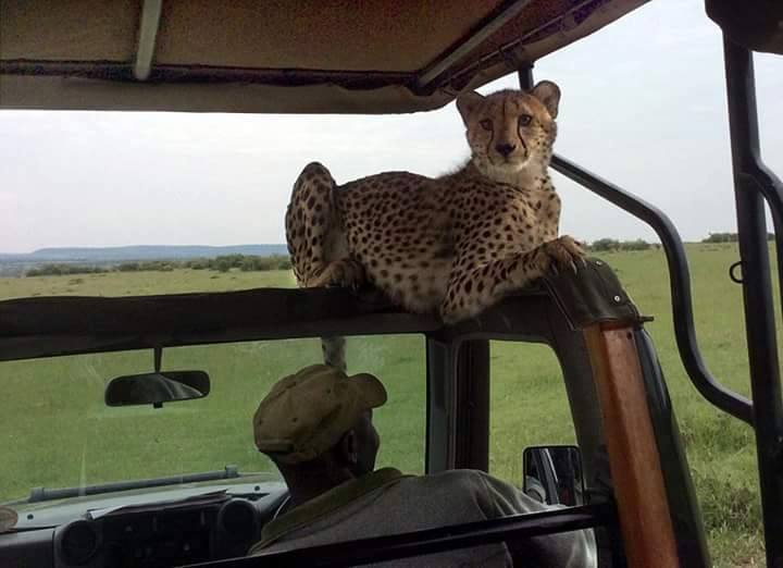 12 Days Kilimanjaro Climb And Safari Package 10 Tanzania Camping Safari