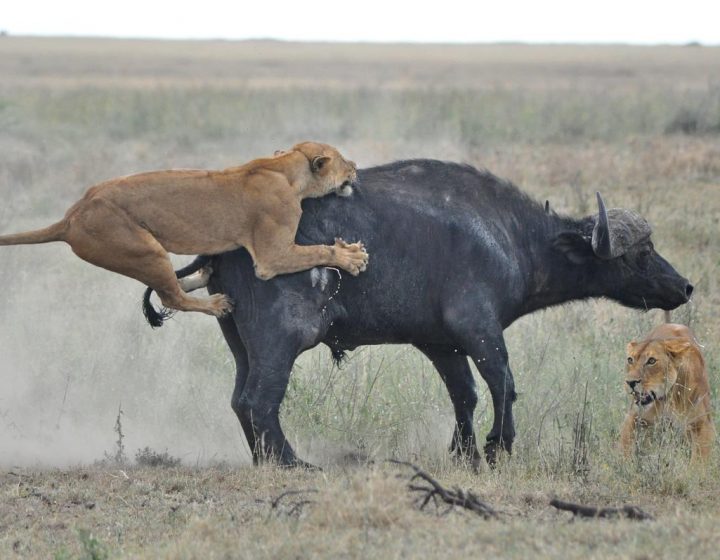 5 Days Affordable Shared Safari 3 5 Days Affordable Shared Safari