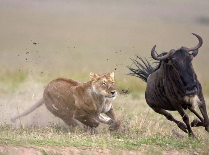 5 Days Serengeti Safari 1 5 Days Serengeti Safari