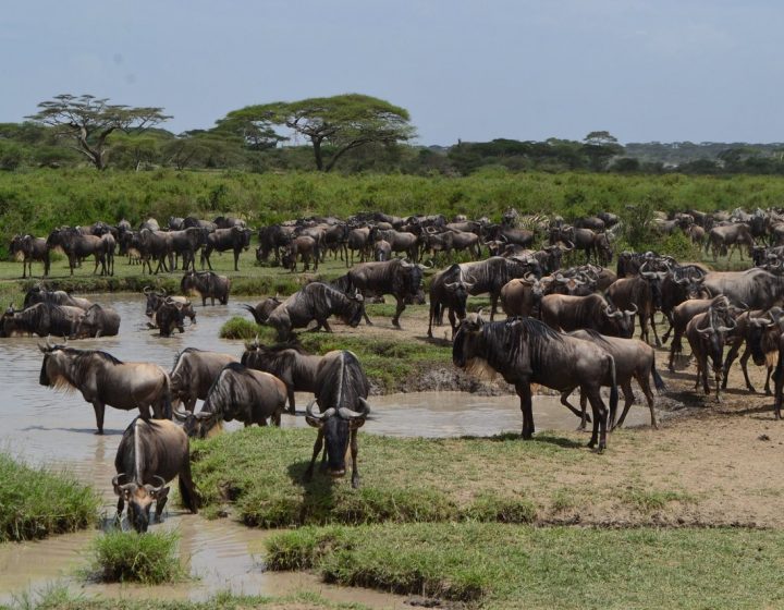 4 Days Tanzania Lodge Safari 7 Tanzania Lodge Safari 4 Days