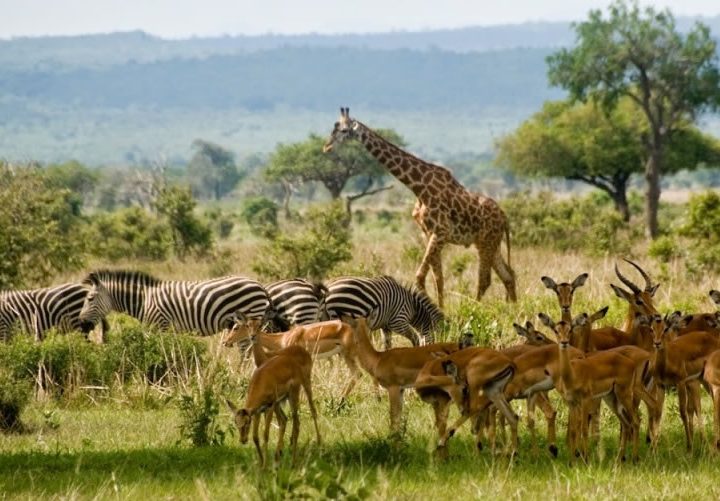 2 Days Mikumi National Park 9 2 Days Mikumi National Park safari
