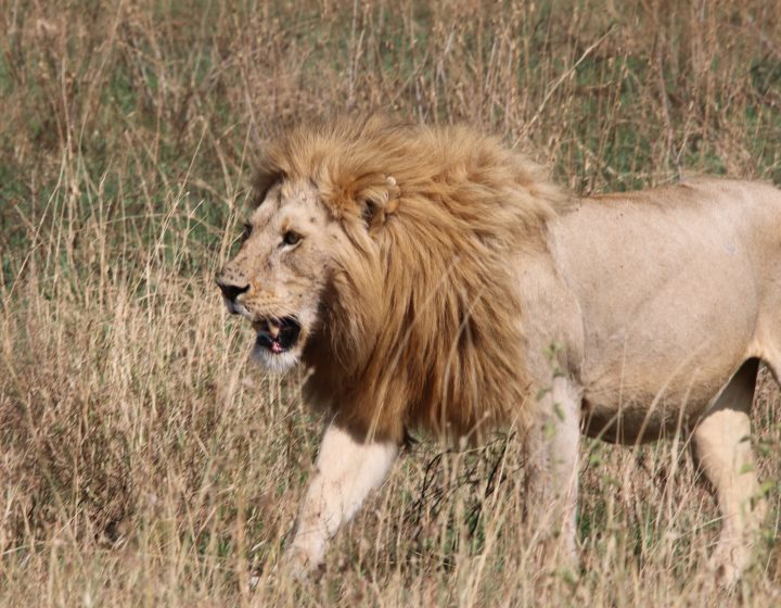 2 Days Shared Safari 1 2 Days Share Safari
