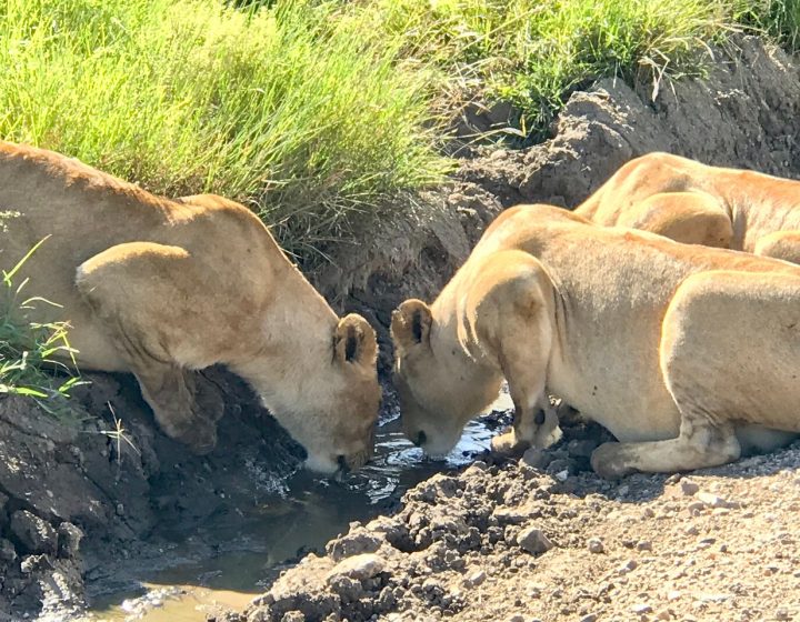 5 Days Affordable Lodge Safari 1 5 Days Affordable Tanzania Tour