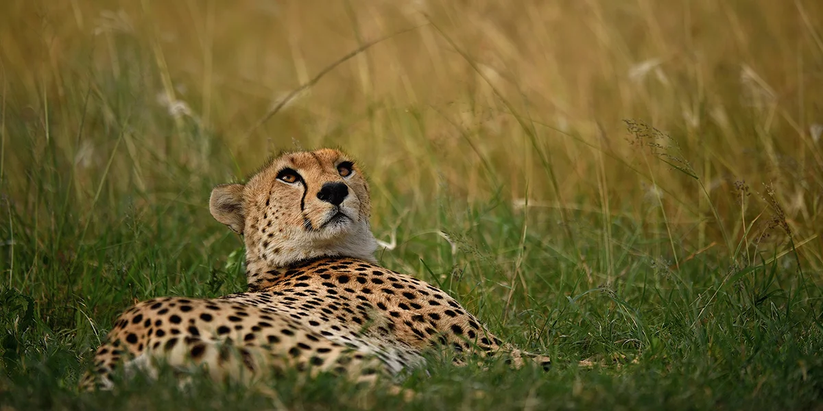 Relaxing cheetah on Serengeti plains: Tanzania wildlife awaits on your affordable safari.