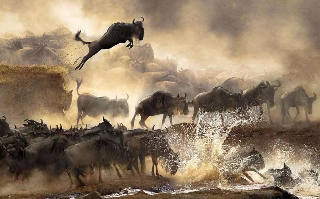 Wildebeest migration drama: Witness the Serengeti River crossing on your affordable safari.